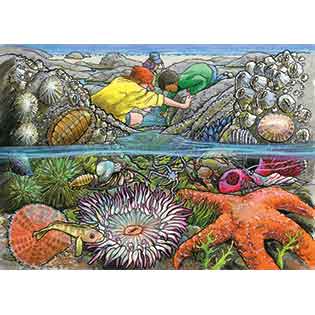Exploring the Seashore 35PC Tray Puzzle image 0